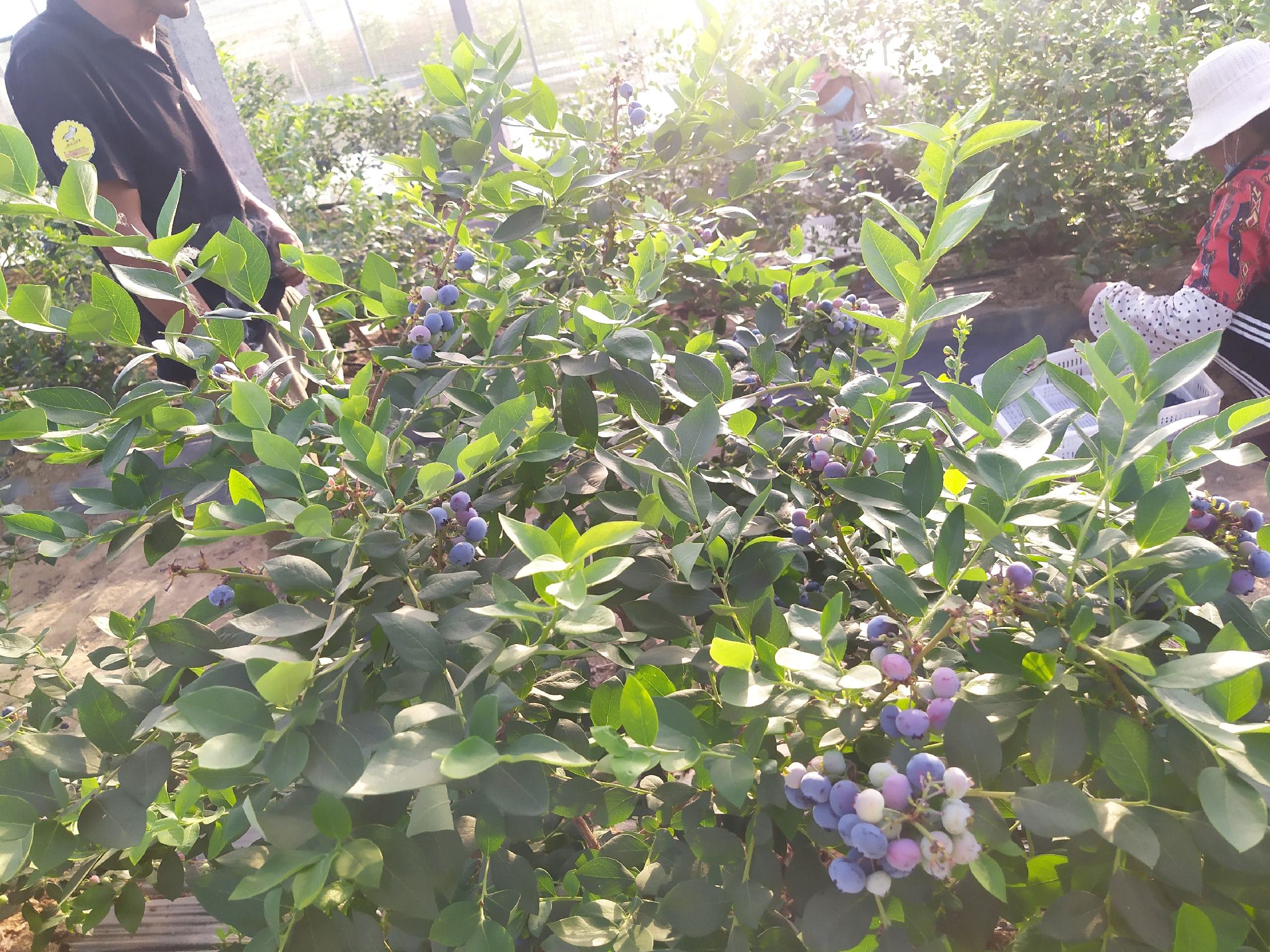 蓝莓采收人员佩戴手套进行手工采摘