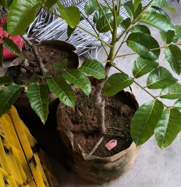 [批发]工艺榄苗价格250.00元/棵 - 一亩田