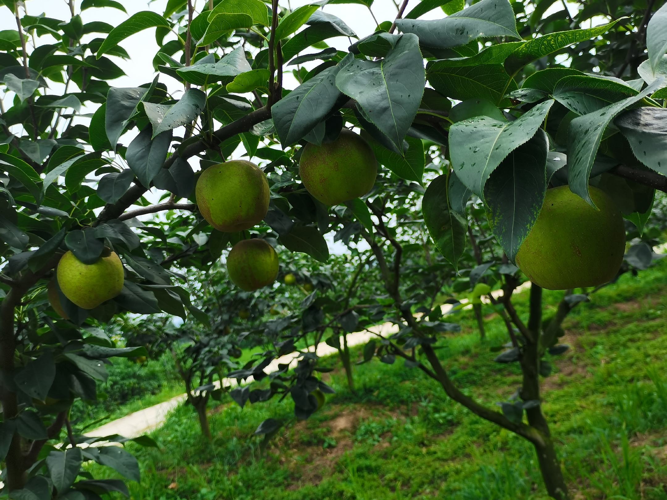 翠冠梨果园实景