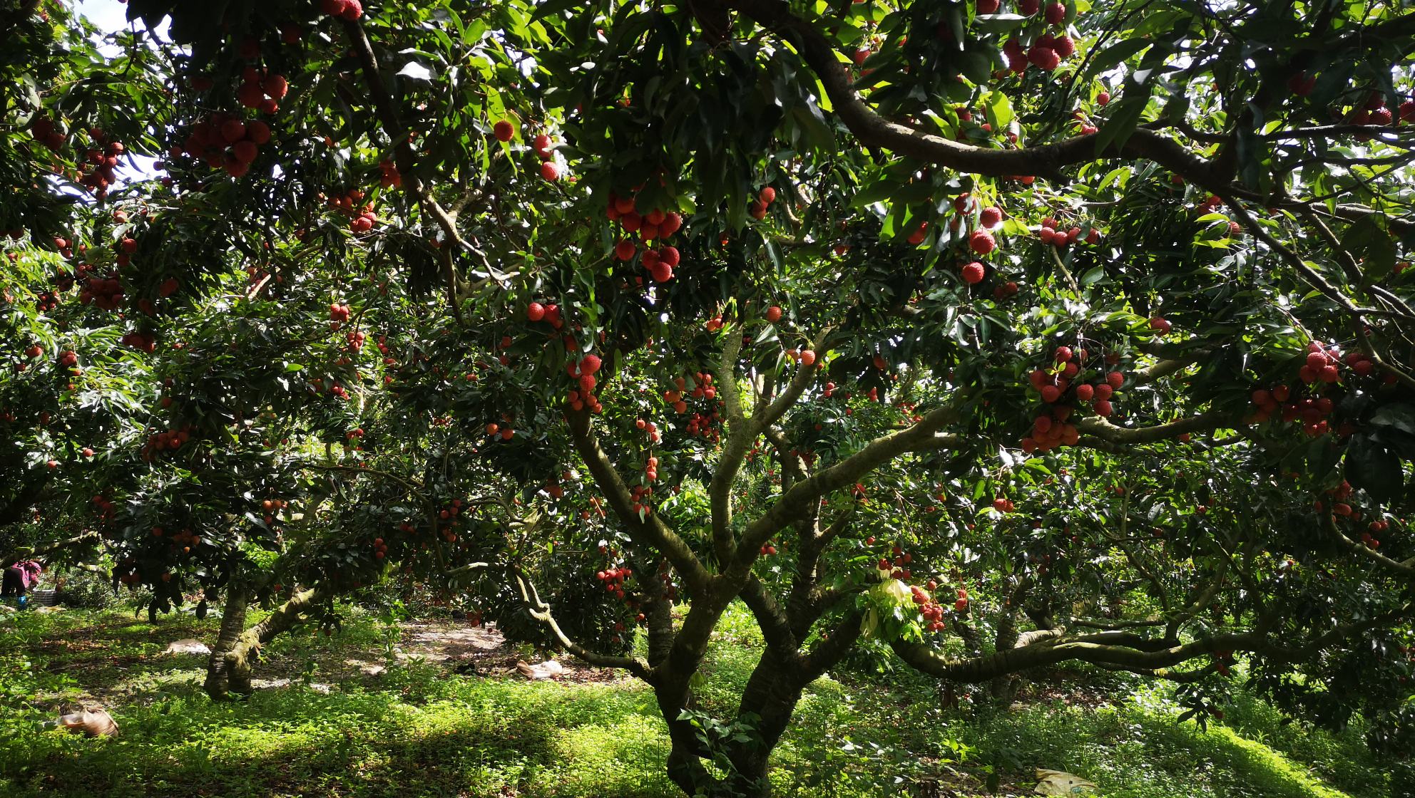 果园中的荔枝树与龙眼树