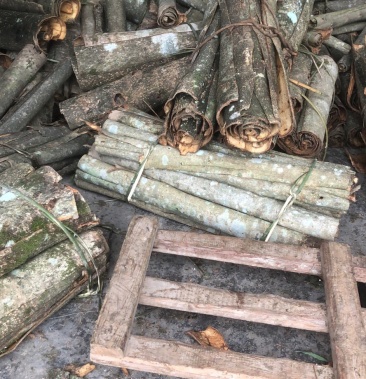 湖南紫油厚朴包含量厚卜厚朴树皮各种规格切丝去皮