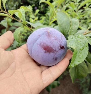 陕西大荔黑总统李子巨力李子大量上市了