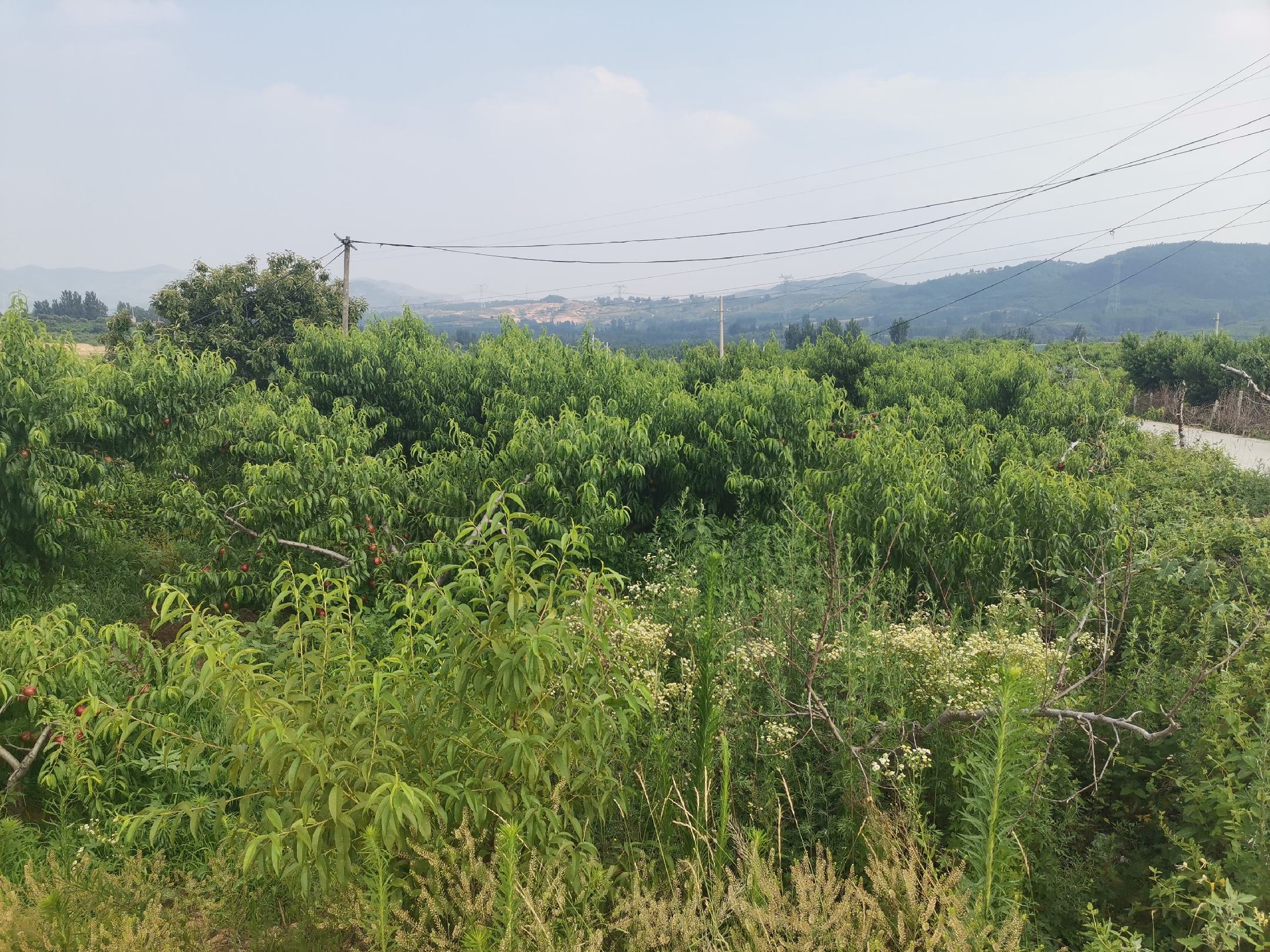 现代化桃园夏季管理系统示意图