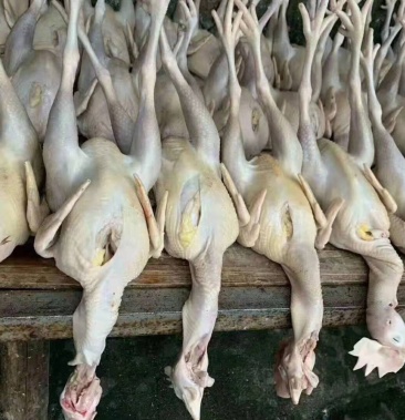 白条三黄鸡肉鸡蛋鸡