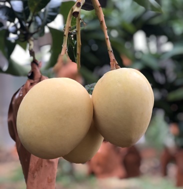 [芒果批发]丽江华坪热龙芒果价格48.00元/件 - 一亩田