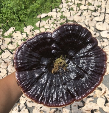 2021年仿野生种植灵芝8号长脚灵芝