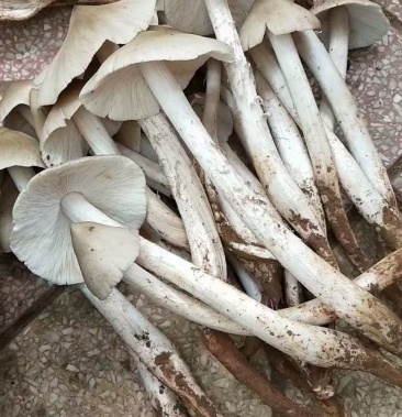 鸡枞菌三白菇伞把菇贵州大山深处的馈赠