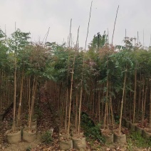黄连木袋苗地径1.8-2.2公分