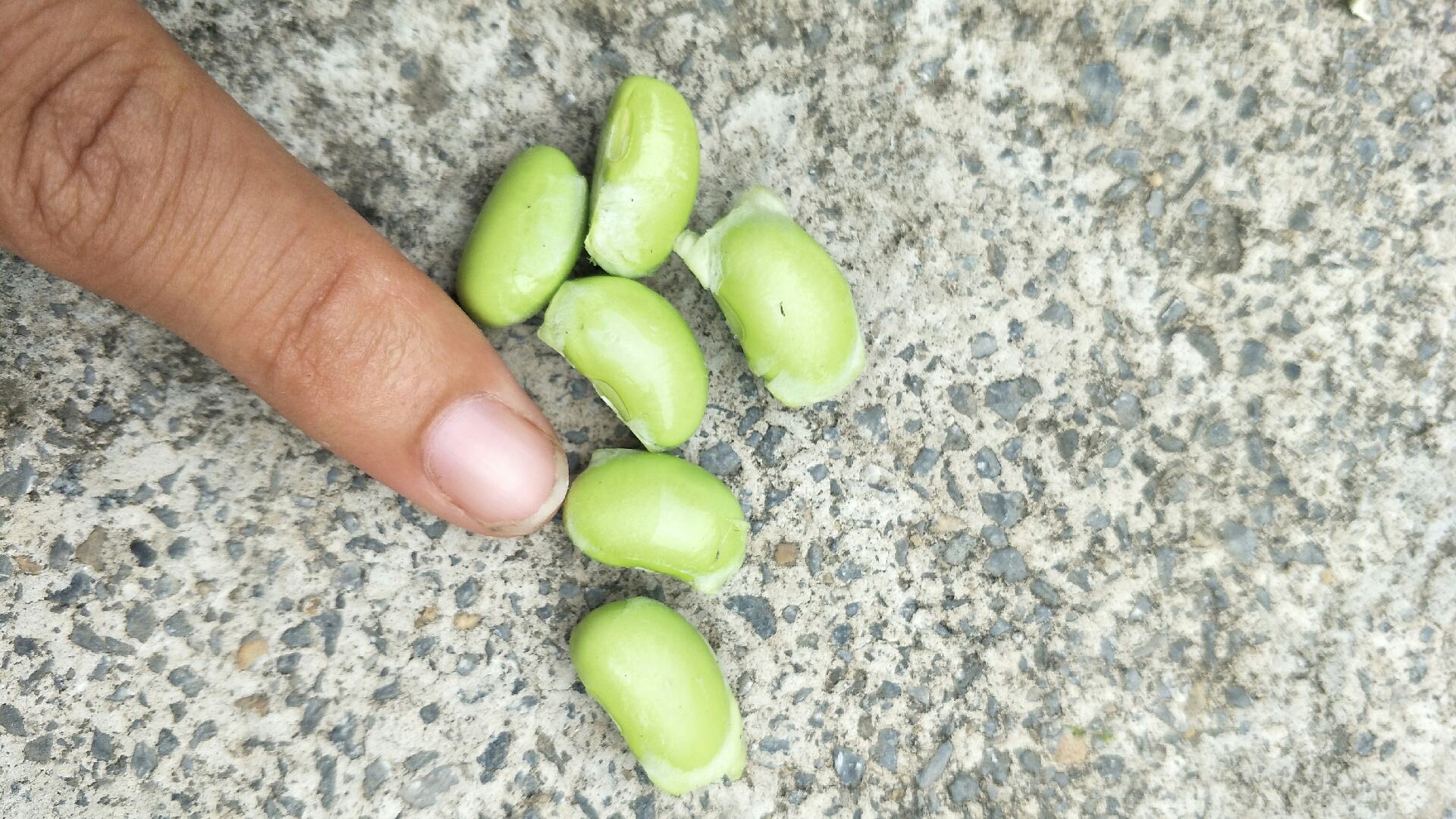 毛豆冷藏保存示意图