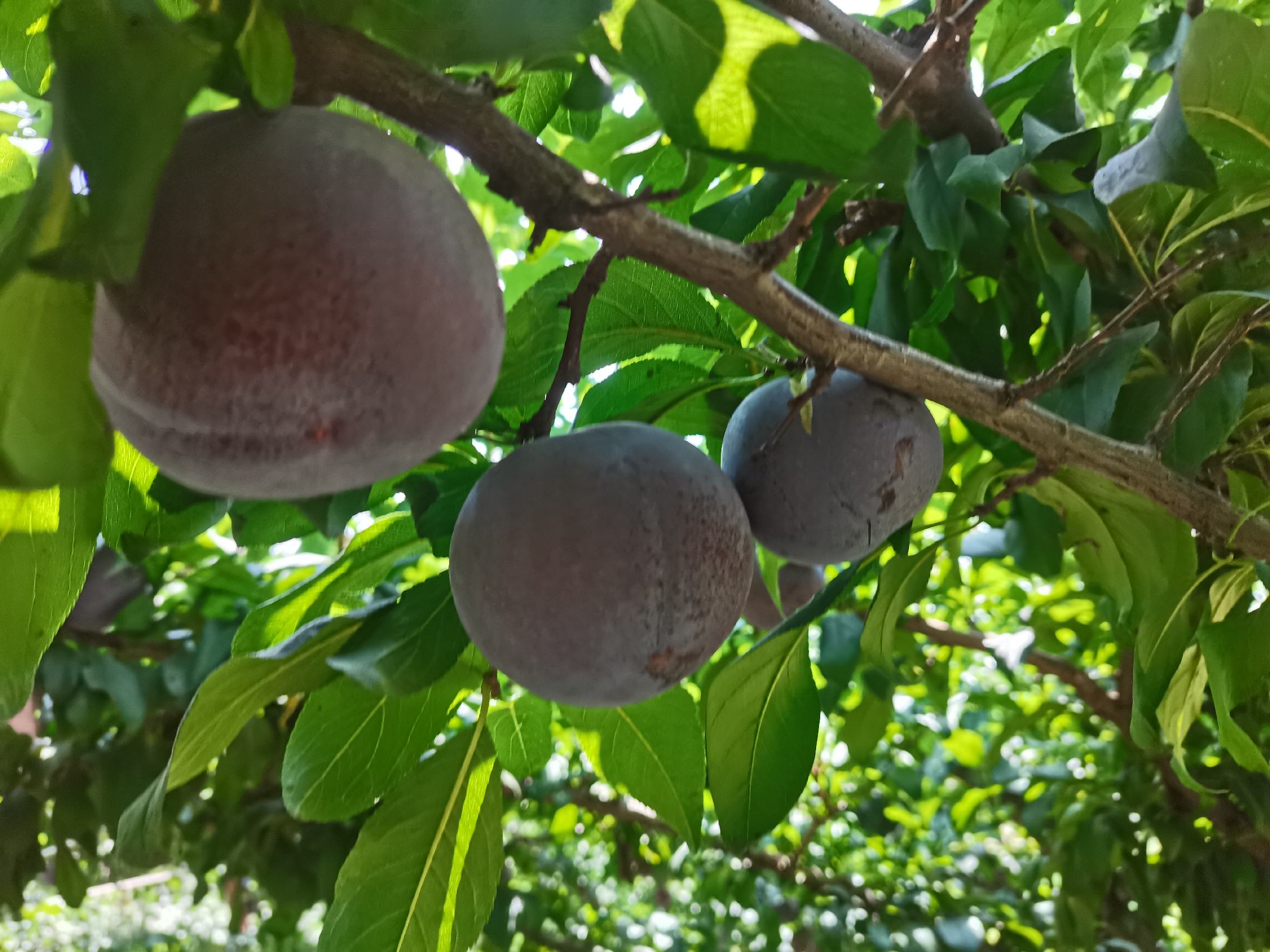 一颗成熟的黑琥珀李,果实呈深紫黑色,表面光滑有蜡质光泽,背景为绿色叶片和枝条,展示其自然生长状态,果形饱满圆润,部分果实带有阳光照射下的高光效果 黑琥珀李特写