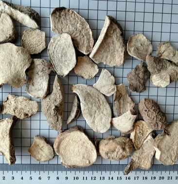 白药子干净无杂质保证正品常年经营各种中药材