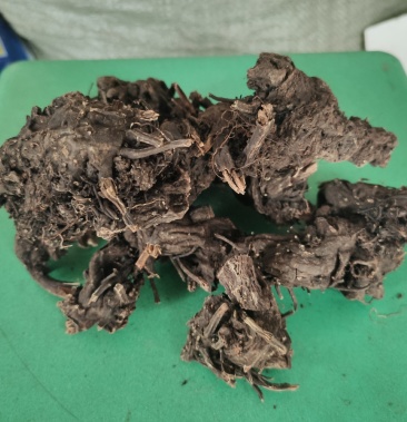 [升麻批发]野生升麻(绿升麻),云南香格里拉,纯野生,自然晒干价格50.