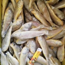 干冻，黄花鱼