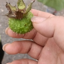 刺梨