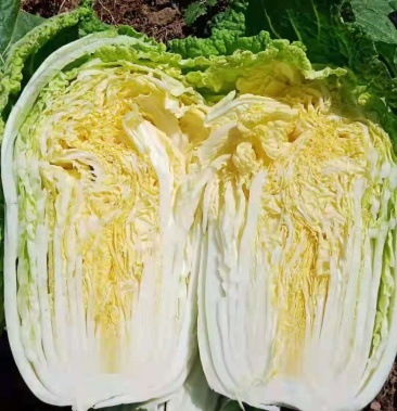 [黄心白菜批发]玲珑黄大白菜价格0.15元/斤 - 一亩田