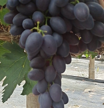 甜脆葡萄啊17大量有货