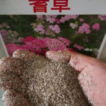 蓍草种子千叶多叶蓍花种子花期长耐寒好养庭院多年生花卉种籽