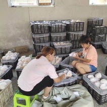 精选丰水梨脆甜爽口5斤全国包邮一件代发
