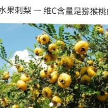 1000亩刺梨基地大量出售新鲜刺梨鲜果