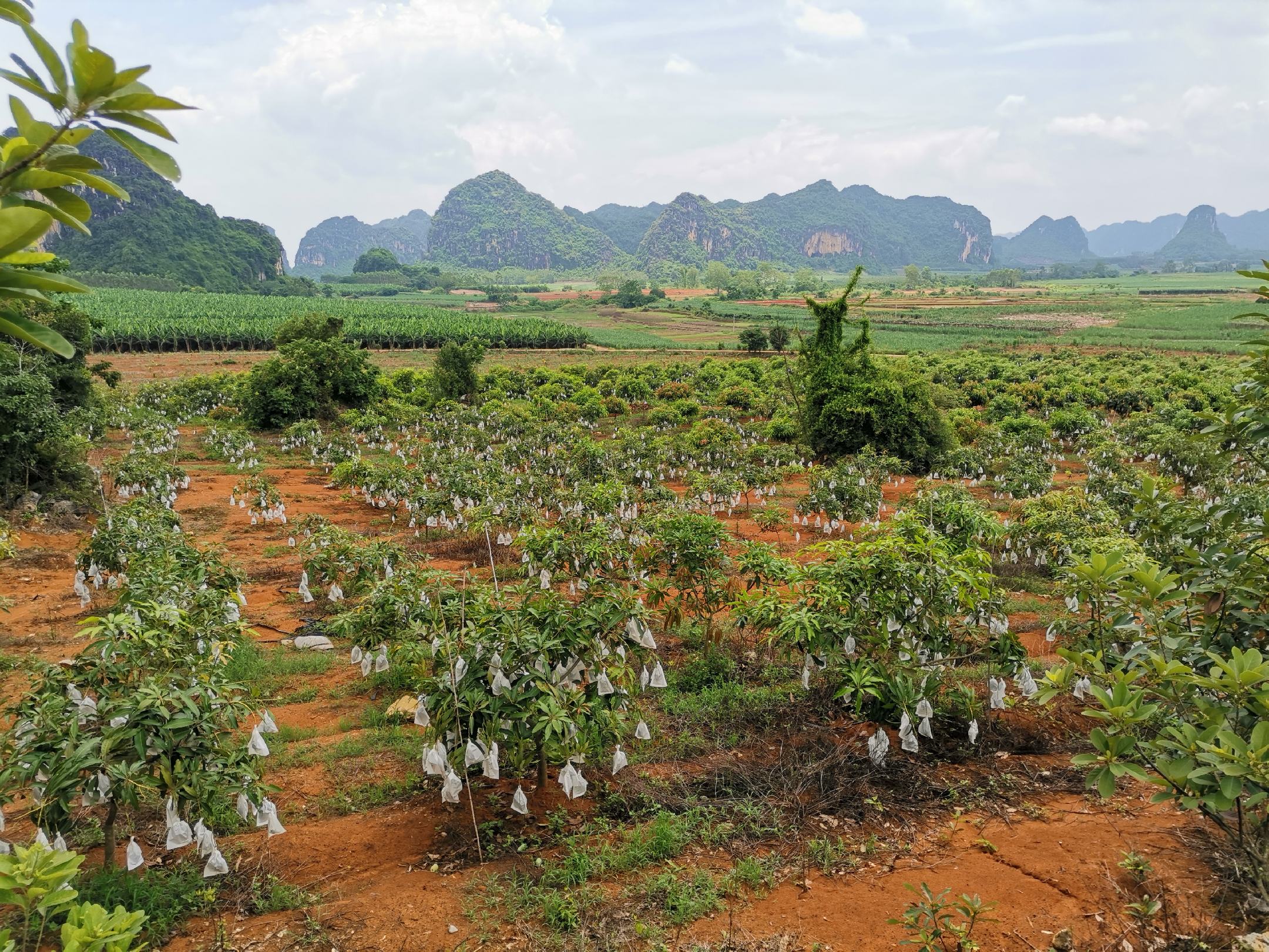 桂七芒果园航拍