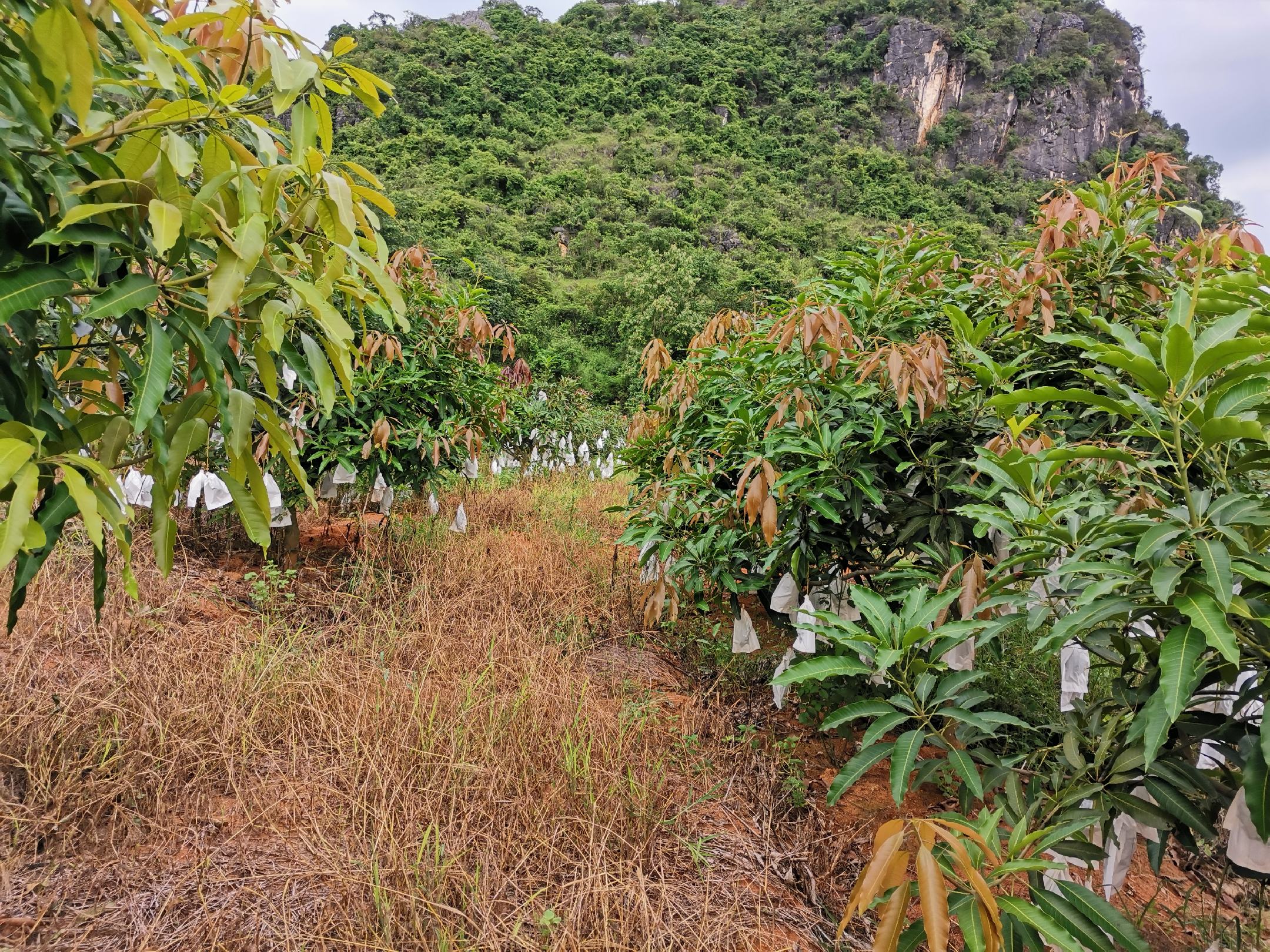 展示一片绿意盎然的桂7芒果果园,果树整齐排列,果实挂满枝头,背景为阳光下的山地环境 桂7芒果果园