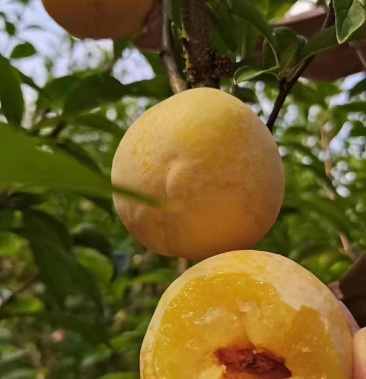 [黄金李批发]爽甜黄金奈李价格10.00元/斤 - 一亩田