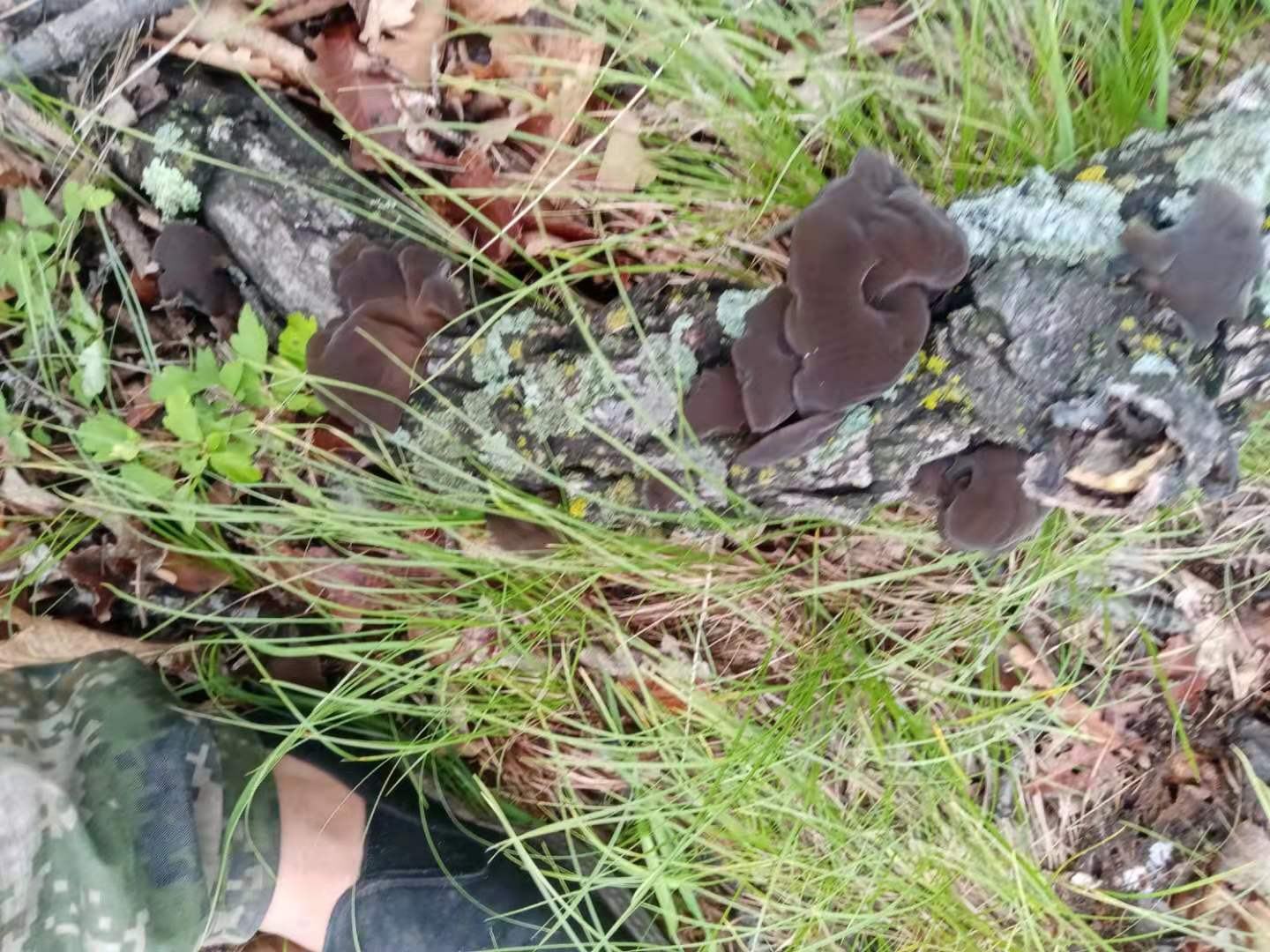 林间野生菌群落