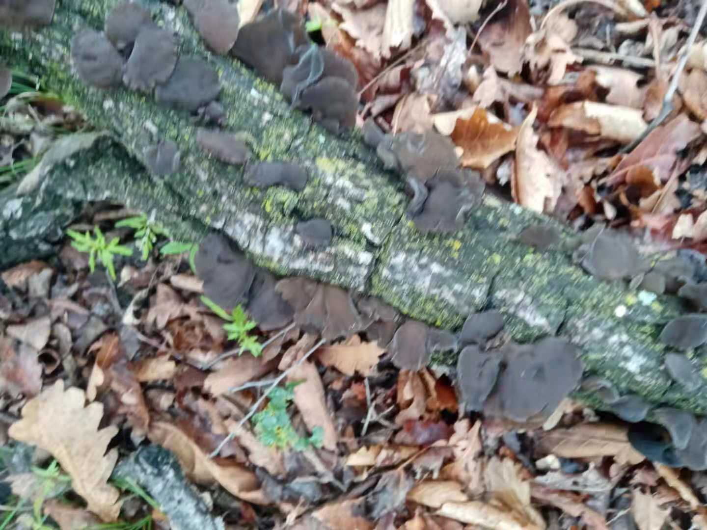 北背毛木耳生长环境实景图