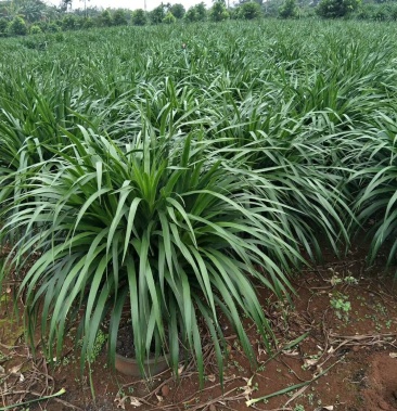 [龙血树批发]龙血树价格70.00元/棵 - 一亩田