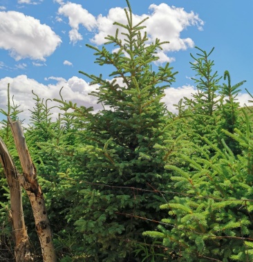 白音敖包沙地云杉,高2.5-3米冠幅1.5--2米