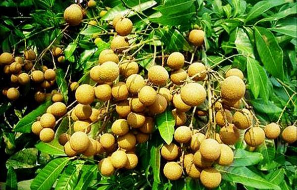 石硖龙眼果园区域分布与气候适应性示意图