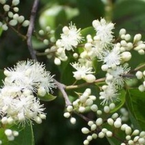 白檀种子檀香树种子园林绿化树苗种子白檀树种子