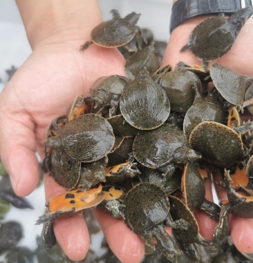 甲鱼苗外塘养殖甲鱼冷水放养家养吃甲鱼 鱼塘放养