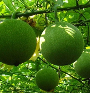 瓜蒌种子瓜楼种籽吊瓜籽种药食两用爬藤种植瓜籽天花粉栝楼价格50