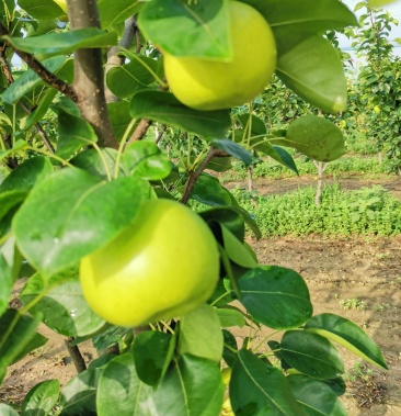 [梨批发]夏玉梨上市啦价格2.60元/斤 - 一亩田