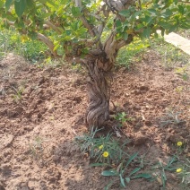 藤本植物