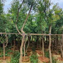 清香木