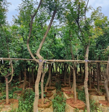 [清香木批发]清香木价格300.00元/棵 - 一亩田