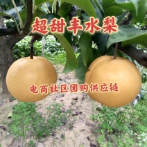 冠县丰水梨/诚信代办/实惠让利客户收费低/一条龙服务