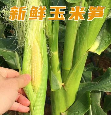 嫩水果玉米笋小玉米芯籽新鲜玉米棒须即食蔬菜寿司沙拉包邮o