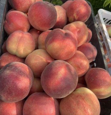 [桃批发]天桃99价格0.50元/斤 - 一亩田