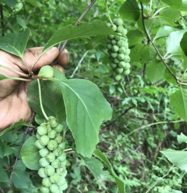 五味子野生药葡萄十堰竹山深山野生五味子干鲜中药