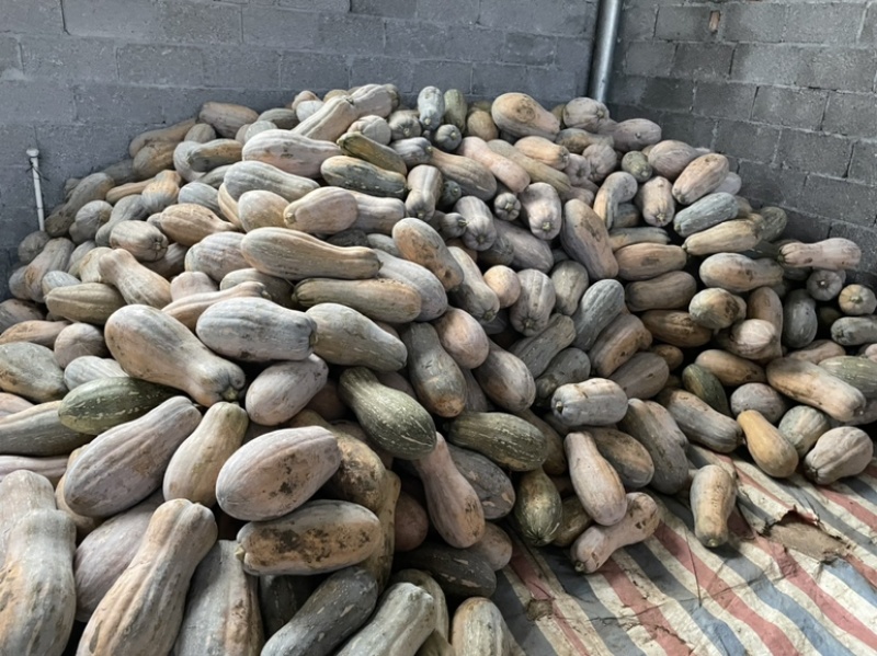 金韩密本南瓜老金韩个大瓜靓