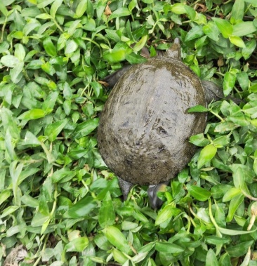 外塘放养生猛黑甲鱼乌鳖团鱼 甲鱼乌甲鱼