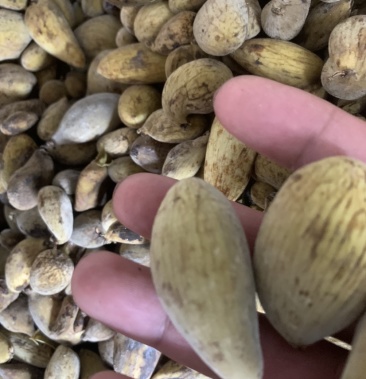 五倍子肚倍四川野生五倍子