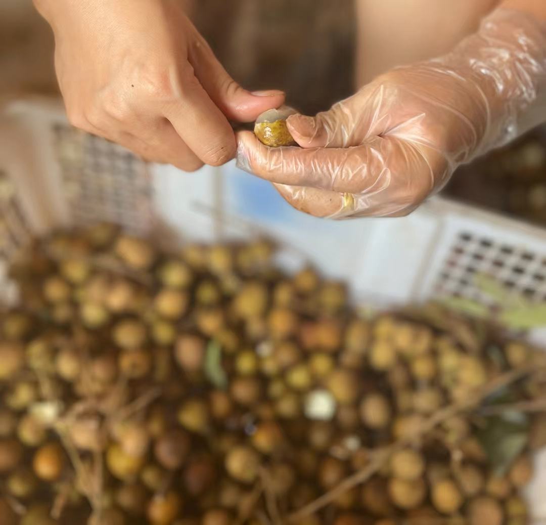 手工剥皮过程,展示戴着手套的人正在轻柔地剥去鲜枣外皮 大红枣枣剥皮皮过程