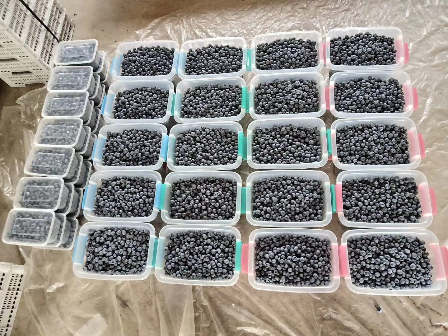 蓝莓储存与食用方式示意图