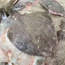 多宝鱼