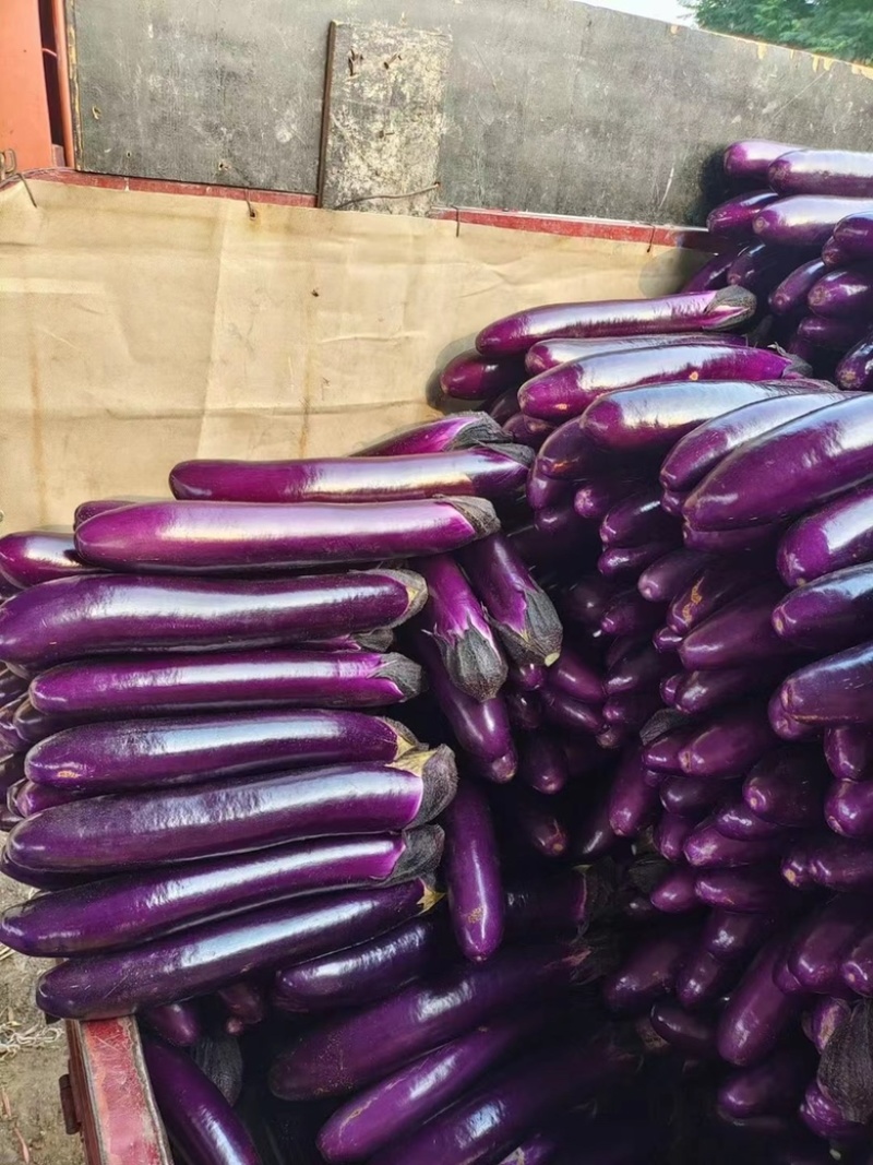 茄子量大有需要的老板联系