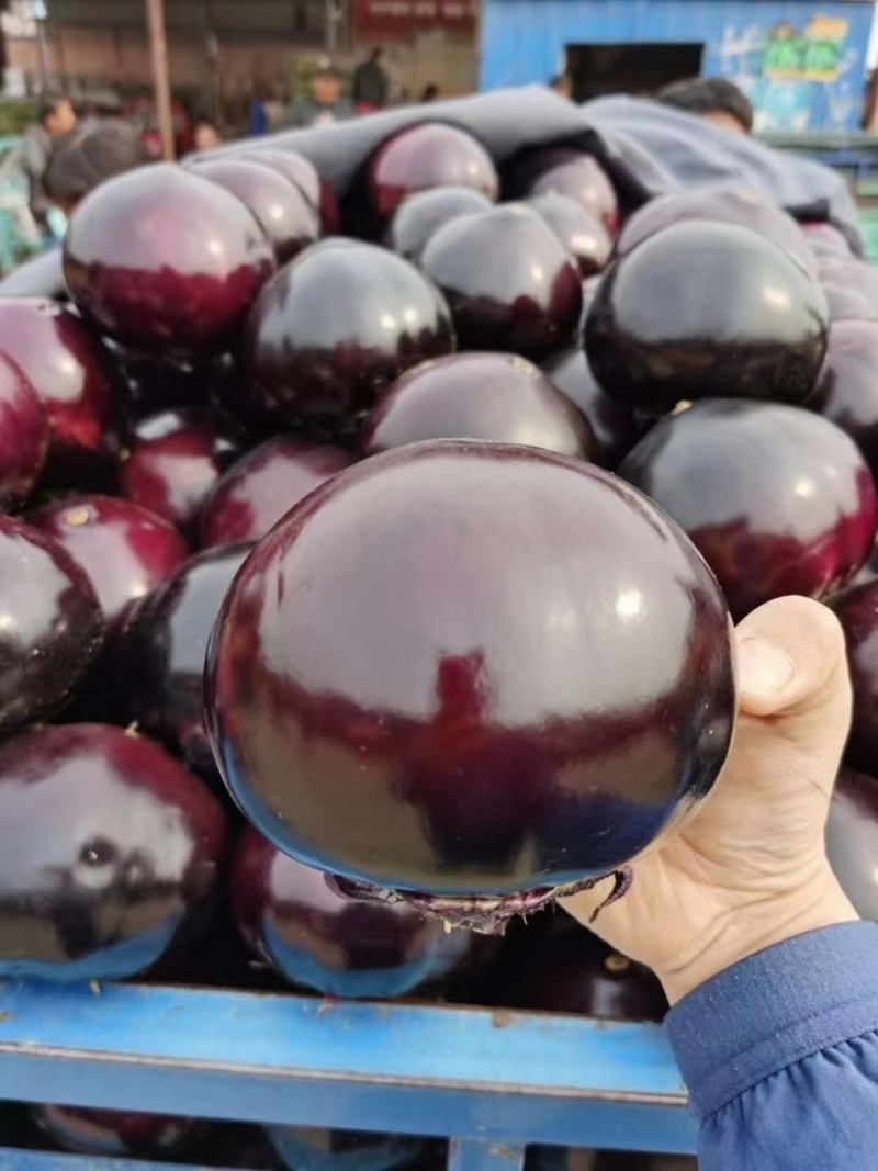 茄子量大有需要的老板联系